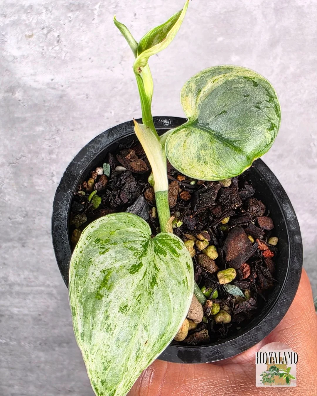 🌞 Rare Scindapsus Exotica Tembaga ⛈️ — Hoya Land Rare Plants